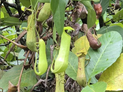 Nepenthes gracilis