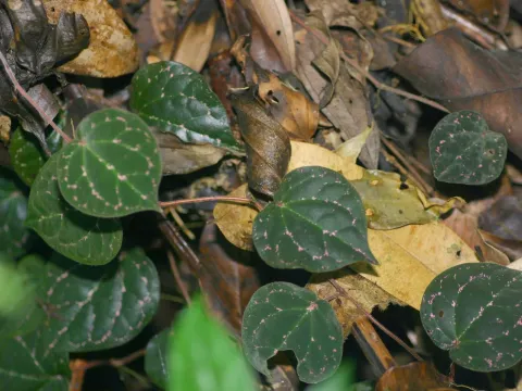 Porphyrophyllum pepper
