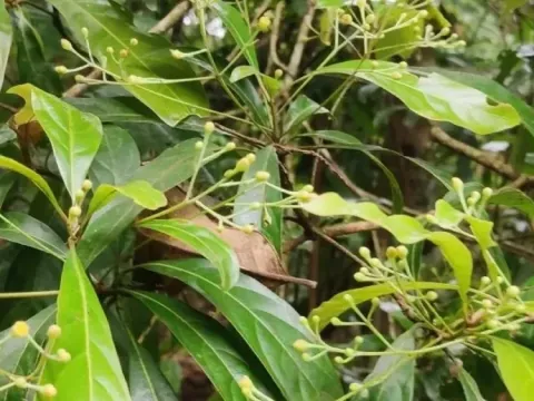 Phoebe cuneata