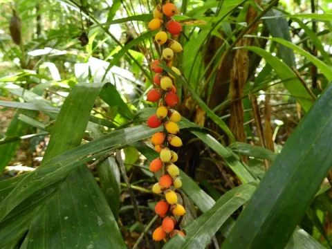 Linospadix