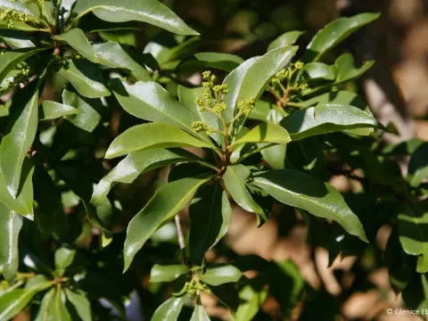 Heteropyxis