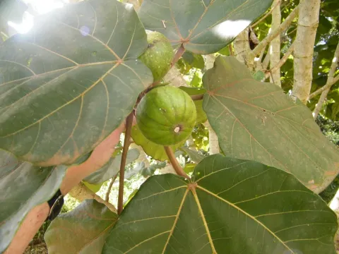 Valley fig