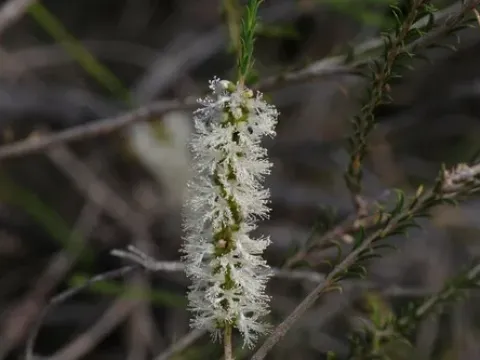 Melaleuca hamulosa