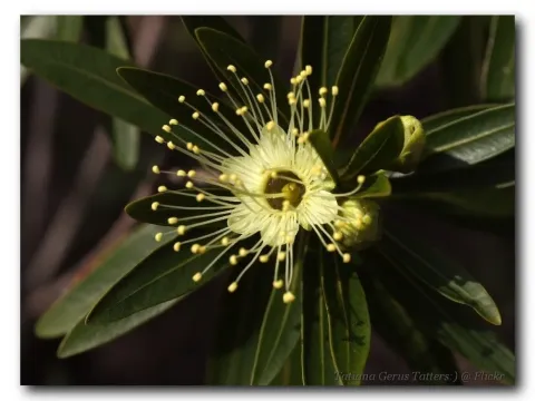 Xanthostemon verticillatus