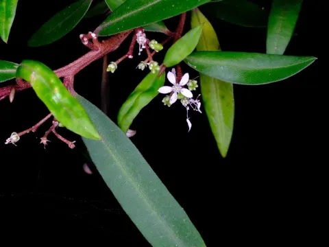 Nematolepis