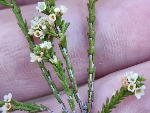 Micromyrtus