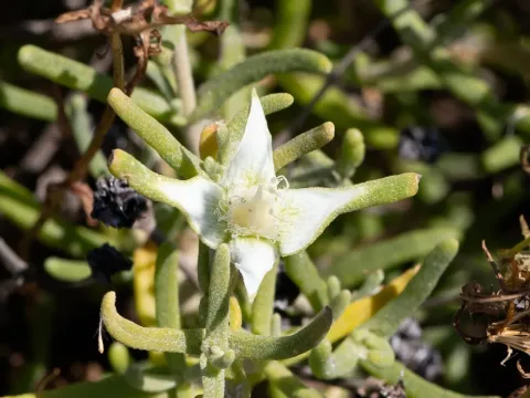Gunniopsis