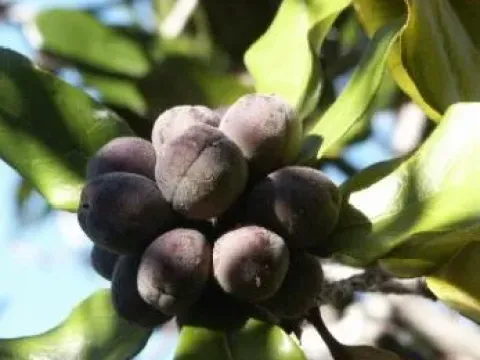 Xanthostemon sebertii