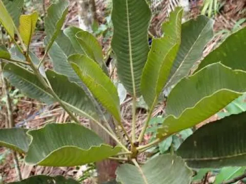 Hooglandia