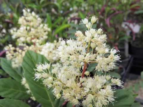 Spiraeanthemum