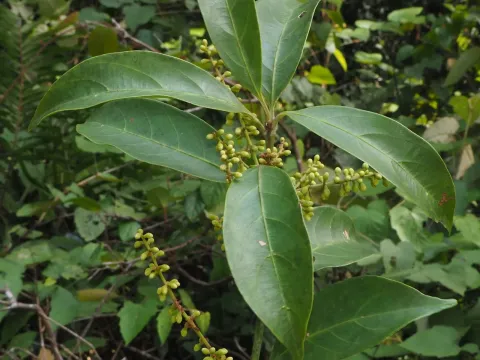Sarcosperma