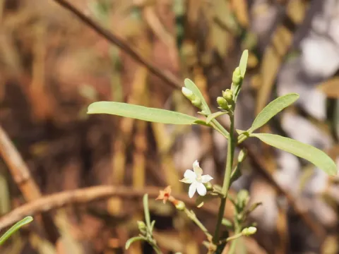Jasminum didymum
