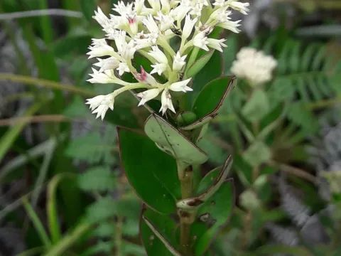 Normandia neocaledonica