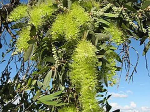 Melaleuca brevisepala
