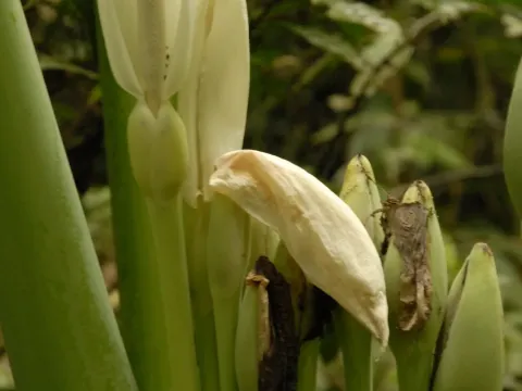 Leucocasia