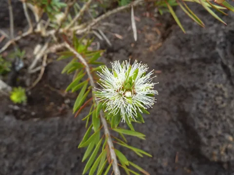 Melaleuca gnidioides