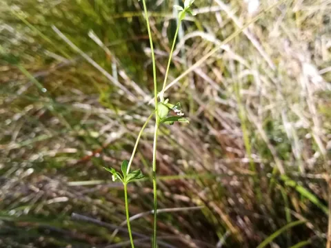 Three-lobed bedstraw