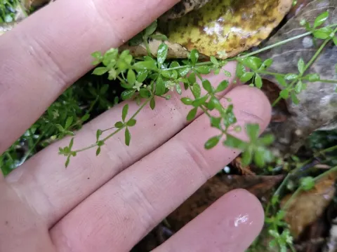 Galium propinquum