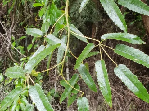 Rubus schmiedelioides