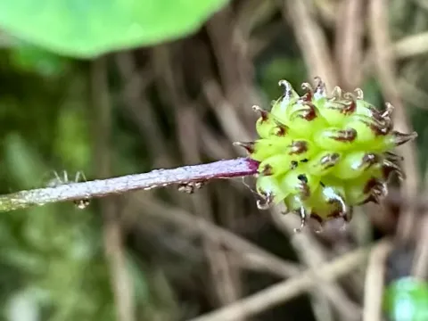 Hairy buttercup