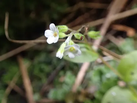 Forster's forget-me-not