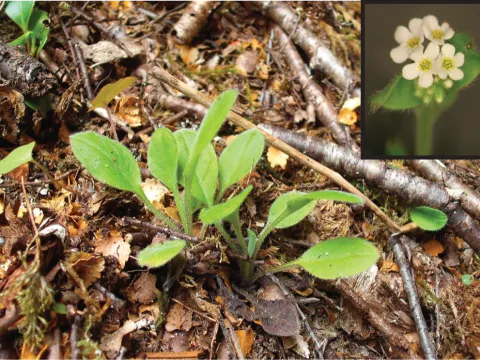 Myosotis petiolata