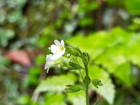 Veined forget-me-not