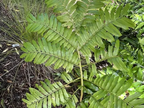 Ptisana
