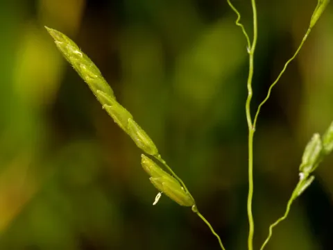 Leersia