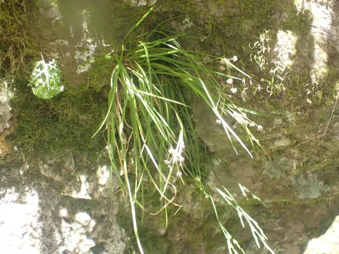 Luzula picta