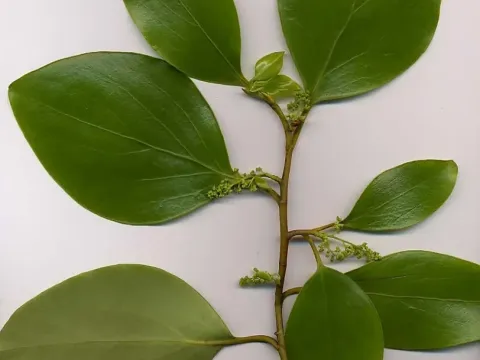 New Zealand broadleaf