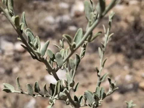 Desert goosefoot