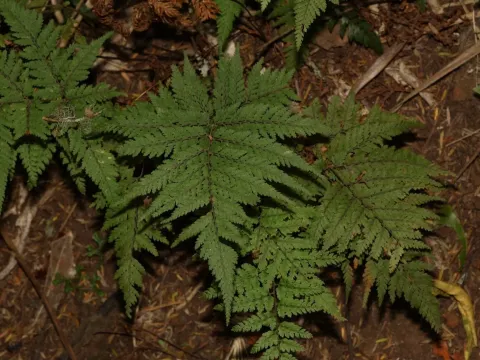 Parapolystichum microsorum