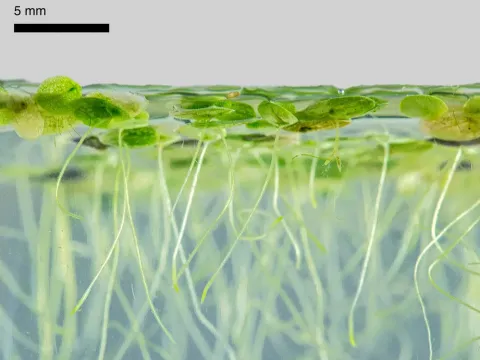 Duckweed