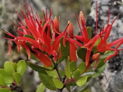 Peraxilla