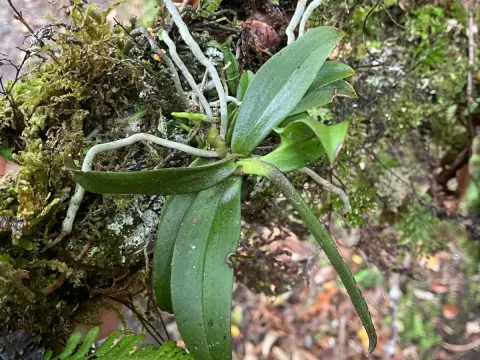 Drymoanthus