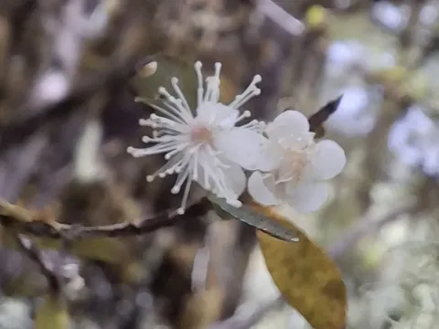Neomyrtus