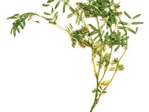 Lentil