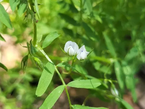 Lentil
