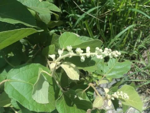 Croton aromaticus