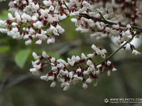Деррис мелкоцветковый