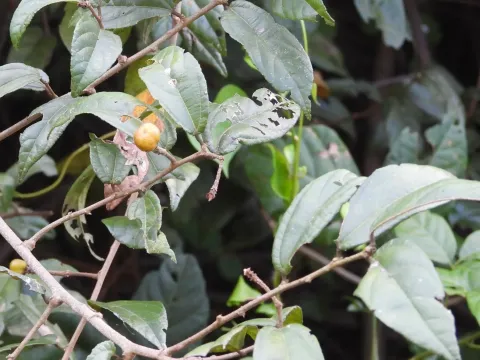 Grewia orientalis