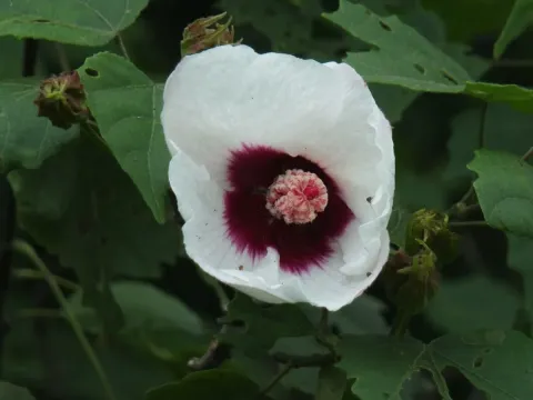 Plane-leaved hibiscus