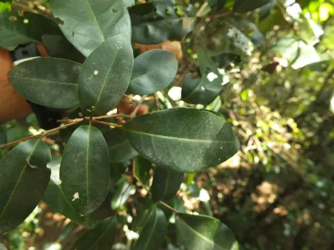 Walsura