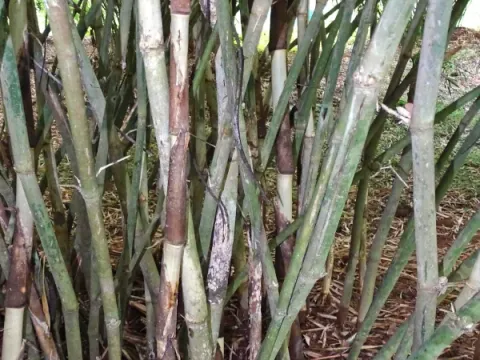 Pseudoxytenanthera