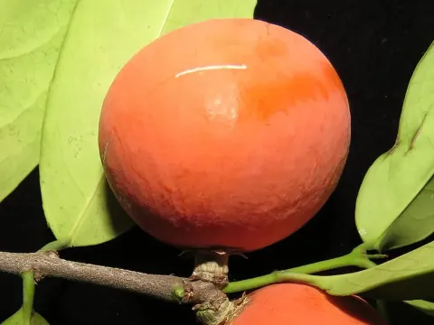Salacia reticulata