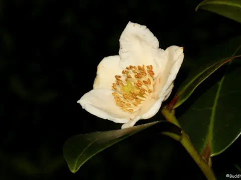 Polyspora ceylanica