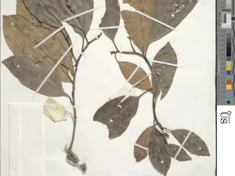 Palaquium pauciflorum