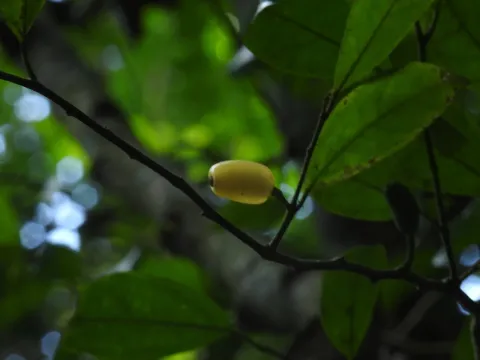Gomphandra