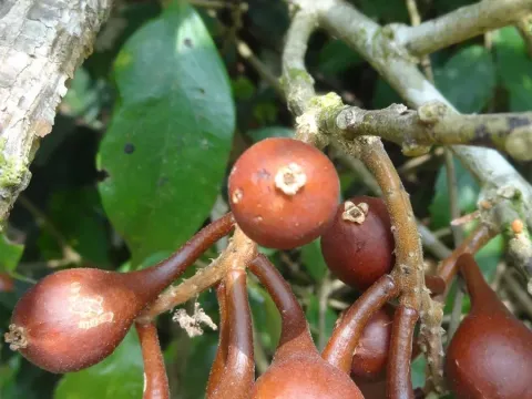 Scleropyrum